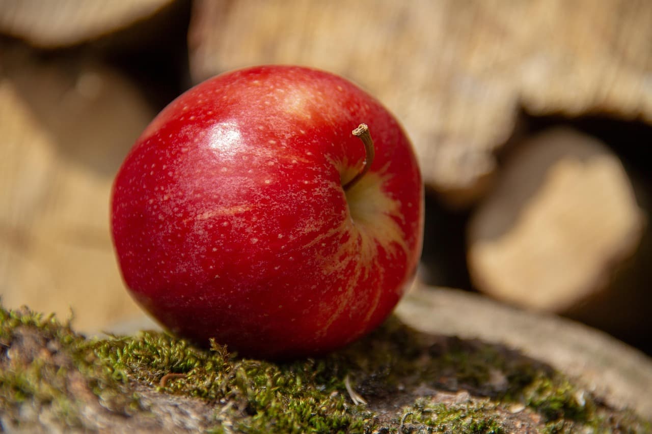 Can dogs eat apples?