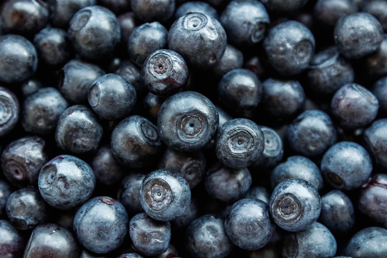 Can dogs eat blueberries?