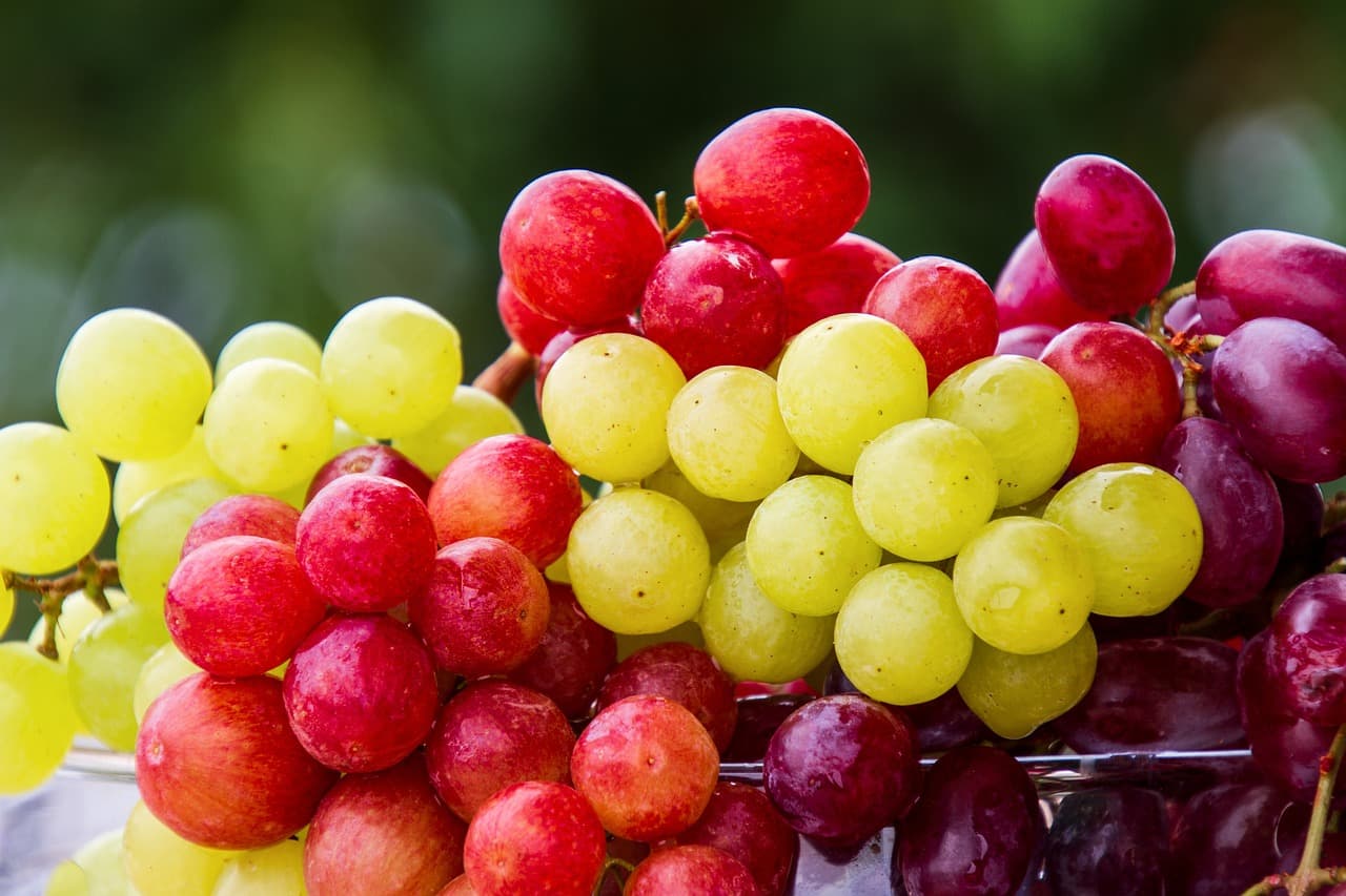 Can dogs eat grapes?